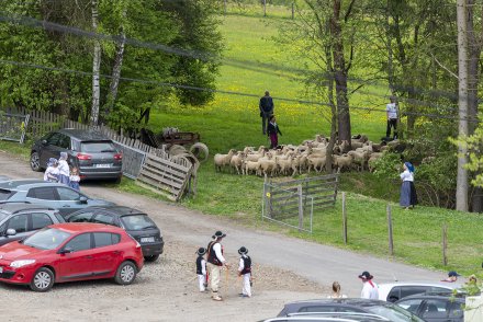 Wiślański Wygón Łowiec przejście owiec